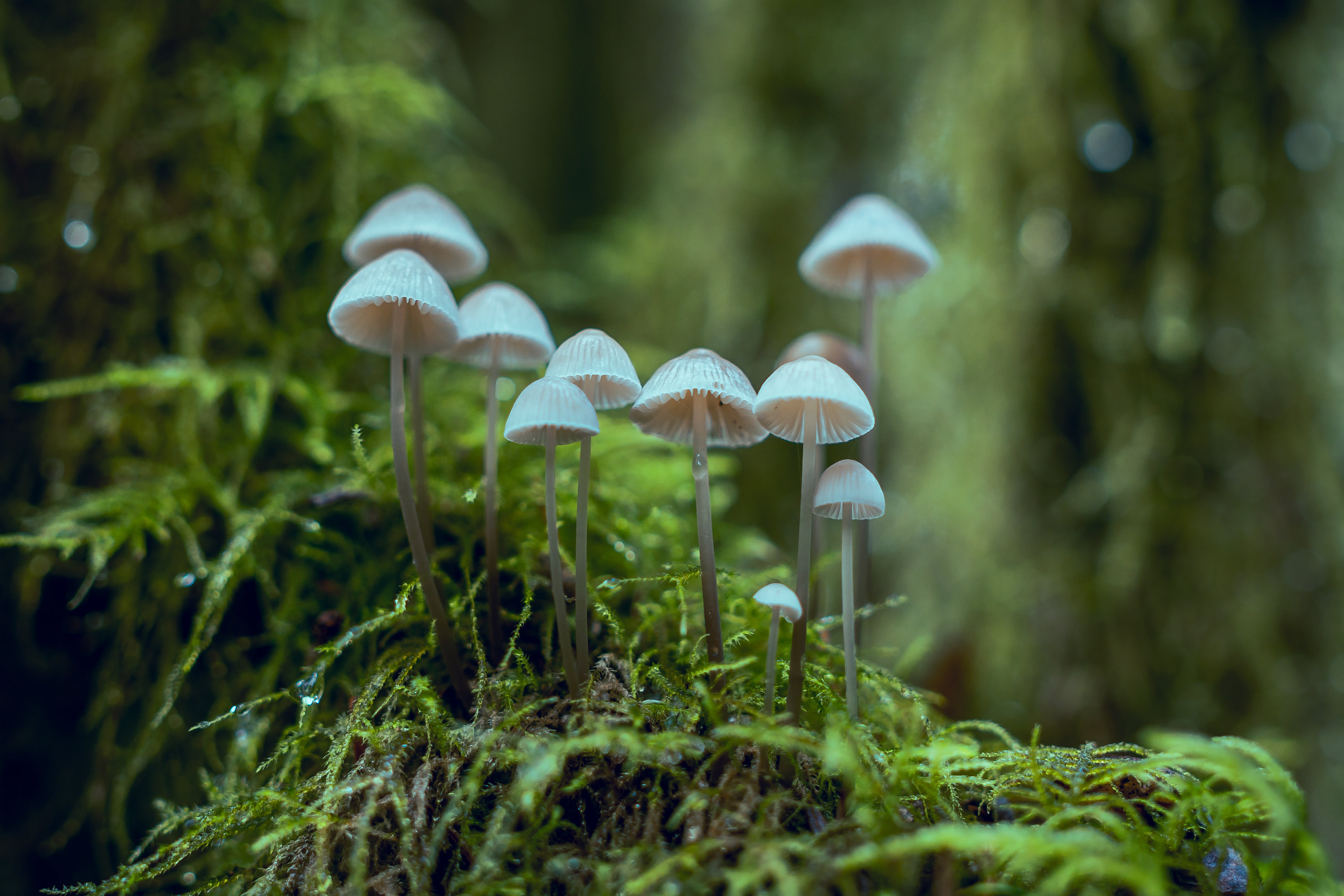 Medicinal Mushrooms: A Path to Recovery